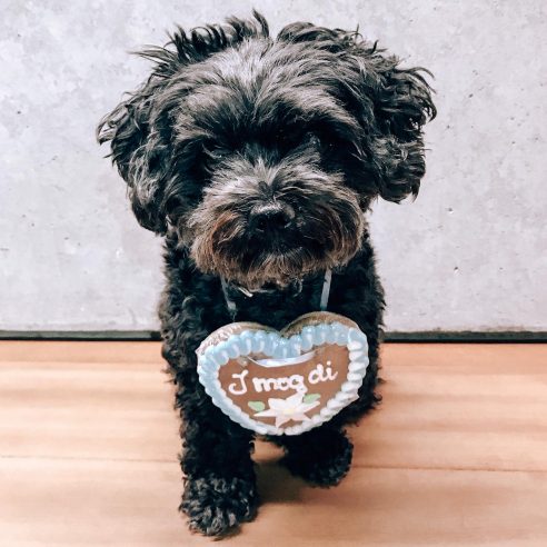 stoelzel_buerohund_mika